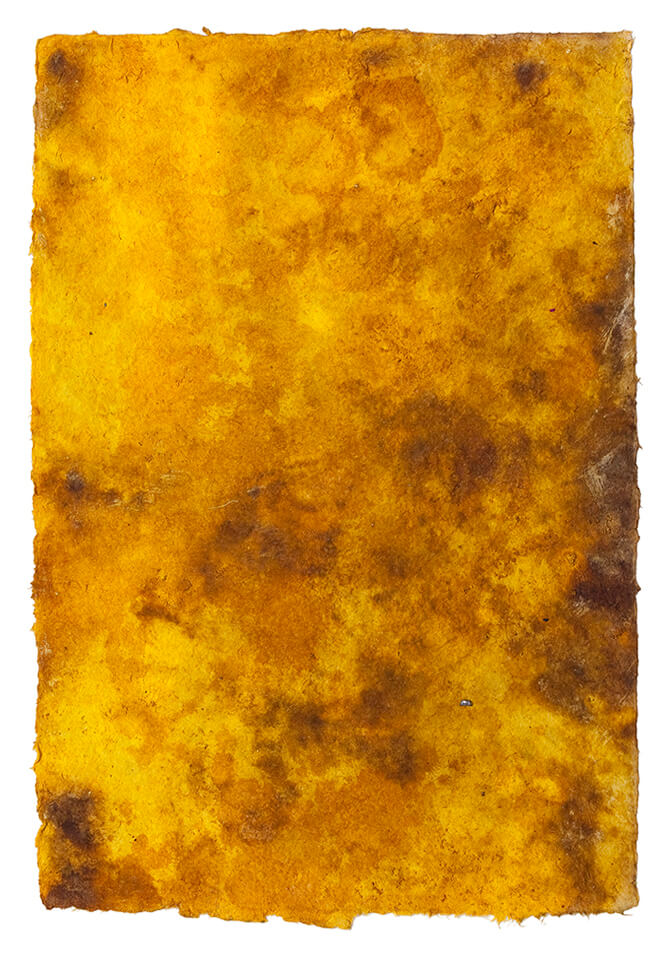 curcuma papel 32.jpg